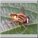 Helophilus hybridus - Helle Sumpfschwebfliege 01.jpg